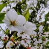 ここ