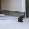koma
