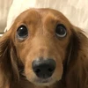 Yuya
