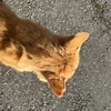 りさこ