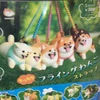 ぽや