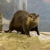 カワウソ