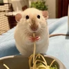 パスタ大好きネズミ