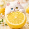れもんちゃ
