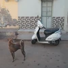 noe