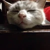 まっさ