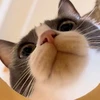 テルミット佐々木