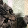 マ