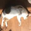 あまとも