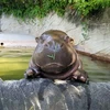 まちこ
