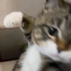 catgam