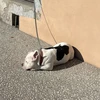 アヤネ