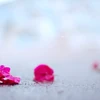 あかねまる