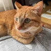 れすと