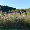 imrinne2