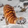るっこ