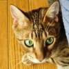 SOGI