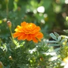 涼花