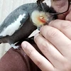 さるやん