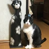 こったま