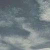 陽鹿