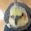 さるやん