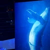 ひびき