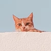 ando