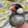 なえ