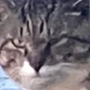 ほがそらりん