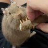 わかもも