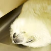 しおり