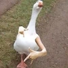 サンダル