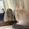 さもえど