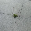 野草