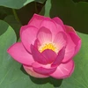 shenmei