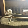 猫の紅茶
