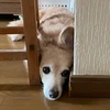 うずまきかずき