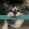 Lily