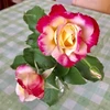 まこ