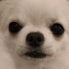 YY