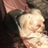 Yuki