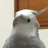 ザイあん