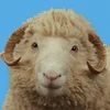 ritapomu
