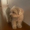 りさこ