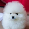 Pomeraniankawa4