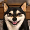 皮