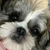 うまちゃ