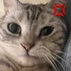 jilaax