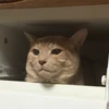 にっきい